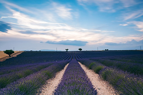 포토 JPG 주간 구름 유럽 밭 유럽풍경 하늘 풍경 사람없음 야외 여름 여름풍경 프랑스 라벤더 프로방스 국내포토 자연요소 계절 꽃 나라 농업 허브 파일형식 여름_계절