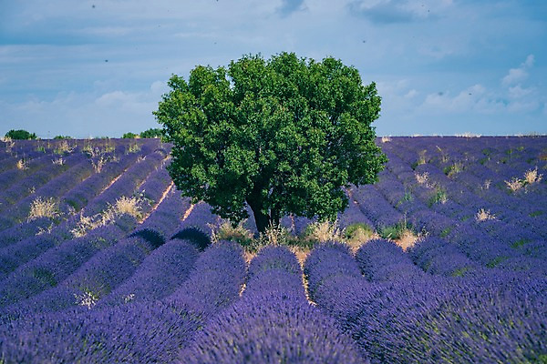 포토 JPG 주간 나무 유럽 밭 유럽풍경 하늘 풍경 사람없음 야외 여름 여름풍경 프랑스 라벤더 프로방스 국내포토 자연요소 식물 계절 꽃 나라 농업 허브 파일형식 여름_계절