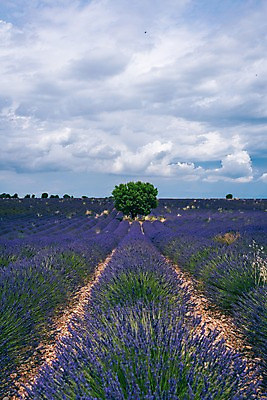 포토 JPG 주간 나무 구름 유럽 밭 유럽풍경 하늘 풍경 사람없음 야외 여름 여름풍경 프랑스 라벤더 프로방스 국내포토 자연요소 식물 계절 꽃 나라 농업 허브 파일형식 여름_계절