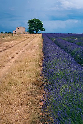포토 JPG 주간 나무 유럽 밭 유럽풍경 하늘 풍경 사람없음 야외 농장 프랑스 라벤더 프로방스 국내포토 자연요소 식물 꽃 나라 농업 허브 파일형식