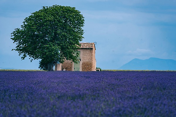 포토 JPG 주간 나무 유럽 밭 유럽풍경 하늘 풍경 사람없음 야외 농장 프랑스 라벤더 프로방스 국내포토 자연요소 식물 꽃 나라 농업 허브 파일형식