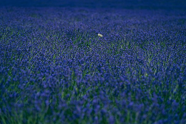 포토 JPG 주간 꽃 유럽 유럽풍경 풍경 사람없음 야외 프랑스 라벤더 프로방스 국내포토 자연요소 식물 나라 허브 파일형식