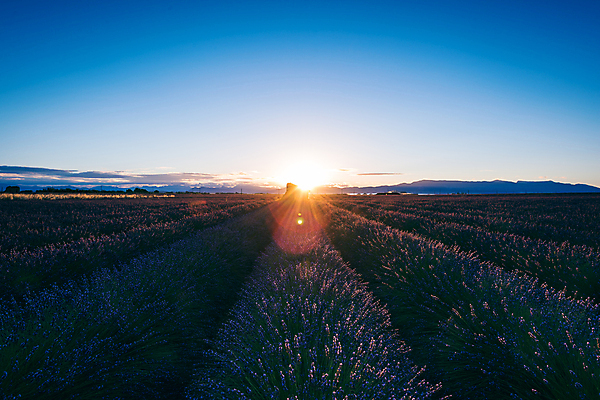 포토 JPG 주간 유럽 밭 유럽풍경 하늘 풍경 사람없음 야외 여름 빛 일출 여름풍경 프랑스 라벤더 프로방스 국내포토 자연요소 계절 꽃 나라 농업 노을 허브 파일형식 여름_계절