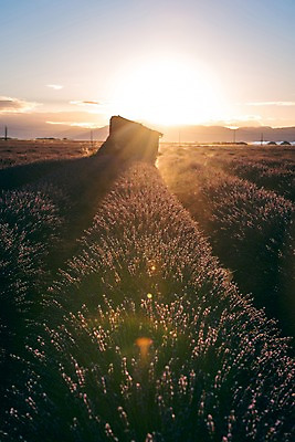 포토 JPG 주간 유럽 밭 유럽풍경 하늘 풍경 사람없음 야외 태양 일출 프랑스 라벤더 프로방스 국내포토 자연요소 꽃 나라 농업 노을 허브 파일형식