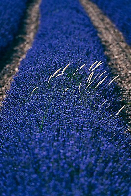 포토 JPG 주간 나무 유럽 밭 유럽풍경 풍경 사람없음 야외 여름 여름풍경 프랑스 라벤더 프로방스 국내포토 자연요소 식물 계절 꽃 나라 농업 허브 파일형식 여름_계절