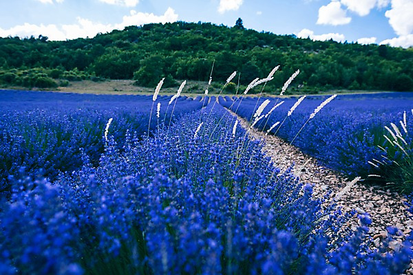 포토 JPG 주간 나무 구름 유럽 밭 유럽풍경 하늘 풍경 사람없음 야외 아웃포커스 여름 여름풍경 프랑스 라벤더 프로방스 국내포토 자연요소 식물 계절 꽃 나라 농업 촬영기법 허브 파일형식 여름_계절