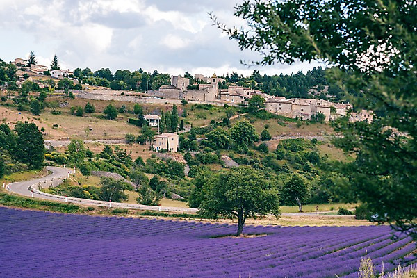 포토 JPG 주간 나무 구름 유럽 밭 유럽풍경 하늘 풍경 사람없음 야외 건물 여름 마을 여름풍경 프랑스 라벤더 프로방스 국내포토 자연요소 식물 건축물 계절 꽃 나라 농업 허브 파일형식 여름_계절