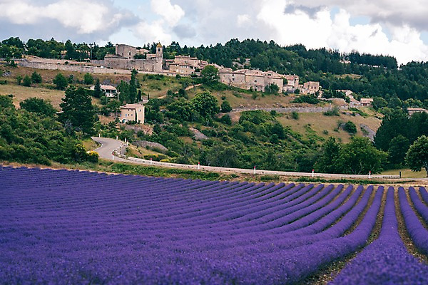 포토 JPG 주간 나무 구름 유럽 밭 유럽풍경 하늘 풍경 사람없음 야외 건물 여름 마을 여름풍경 프랑스 라벤더 프로방스 국내포토 자연요소 식물 건축물 계절 꽃 나라 농업 허브 파일형식 여름_계절