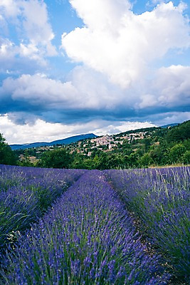 포토 JPG 주간 나무 구름 유럽 밭 유럽풍경 하늘 풍경 사람없음 야외 여름 마을 여름풍경 프랑스 라벤더 프로방스 국내포토 자연요소 식물 계절 꽃 나라 농업 허브 파일형식 여름_계절