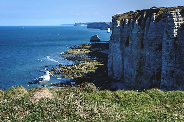 포토 JPG 주간 해외풍경 유럽 바다 유럽풍경 갈매기 풍경 해변 사람없음 야외 여름 여름풍경 절벽 프랑스 노르망디 국내포토 자연요소 해외 계절 나라 조류 파일형식 여름_계절