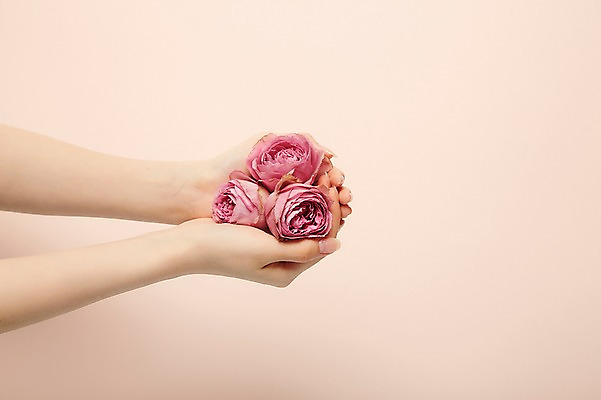 포토 JPG 스튜디오촬영 손 여자 실내 한명 들기 20대 성인 신체부위 뷰티 장미 성인여자한명만 국내포토 1 꽃 모션 사람 청년 내부 여자한명만 성인여자만 파일형식