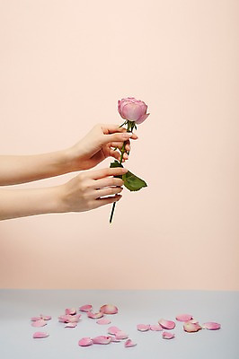 포토 JPG 스튜디오촬영 손 여자 꽃잎 실내 한명 들기 20대 성인 신체부위 뷰티 장미 성인여자한명만 국내포토 1 꽃 모션 사람 청년 내부 여자한명만 성인여자만 파일형식