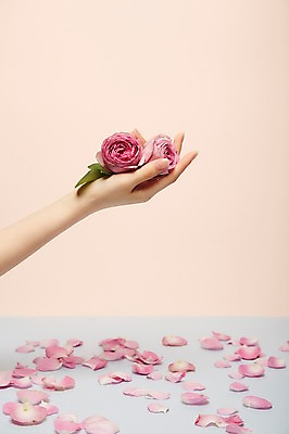 포토 JPG 스튜디오촬영 손 여자 꽃잎 꽃 실내 한명 들기 20대 성인 신체부위 뷰티 낙화 성인여자한명만 국내포토 식물 1 모션 사람 청년 내부 여자한명만 성인여자만 파일형식