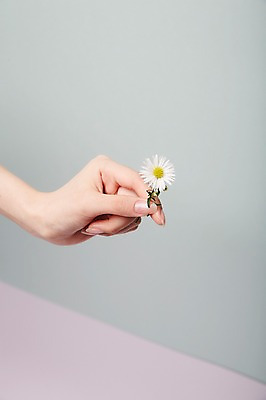 포토 JPG 스튜디오촬영 손 여자 꽃 실내 한명 들기 20대 성인 신체부위 뷰티 구절초 성인여자한명만 국내포토 식물 1 모션 사람 청년 내부 여자한명만 성인여자만 파일형식