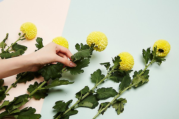 포토 JPG 스튜디오촬영 손 여자 국화 실내 한명 20대 성인 신체부위 뷰티 잡기 성인여자한명만 국내포토 1 꽃 모션 사람 청년 내부 여자한명만 성인여자만 파일형식