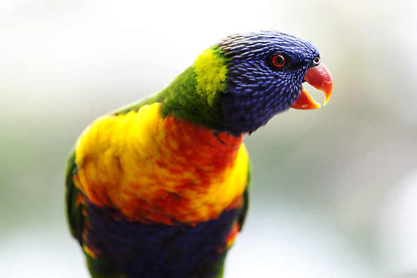 포토 JPG 해외이미지 날개 자연 조류 사람없음 빨간색 초록색 컬러풀 노란색 머리 보라색 닫기 호주 깃털 부리 앵무새 강렬 해외202004 해외포토 동물 컬러 모션 신체부위 오세아니아 생태계 파일형식 이미지허브