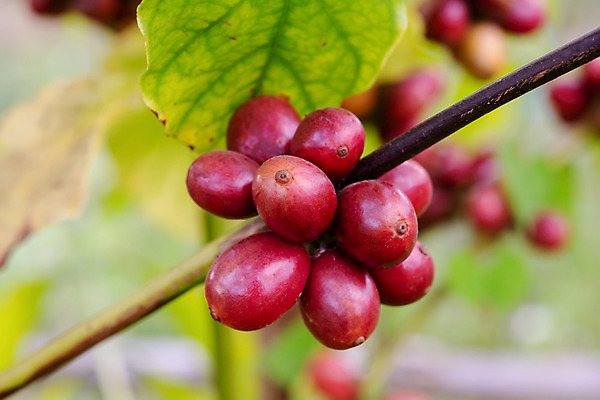 포토 JPG 해외이미지 나무 식물 열매 꽃 산업 아시아 커피 음료 음식 여행 잎 밭 농업 과일 자연 콩 씨앗 사람없음 빨간색 초록색 농장 일몰 카페 원두 수확 성장 나뭇가지 신선 뜨거움 낟알 굽기 유기농 날것 아로마 발리 에스프레소 깊이 밭일 생태학 숙성 아라비카 카페인 해외202004 해외포토 웰빙 교육 나라 컬러 섬 곡류 노을 상점 구이 생태계 인도네시아 파일형식 이미지허브