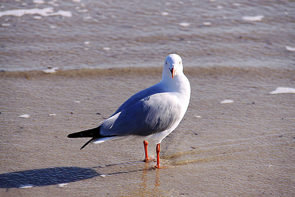 포토 JPG 해외이미지 동물 야생동물 모래 파도 바다 날개 자연 갈매기 조류 서기 사람없음 물 모래사장 반사 검은색 회색 흰색 호주 은색 깃털 남쪽 계산서 내추럴 무료 팁 해외202004 해외포토 자연요소 컬러 모션 오세아니아 방향 생태계 파일형식 이미지허브