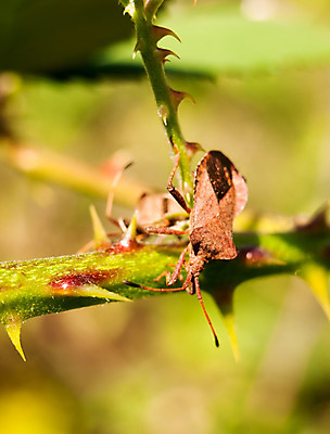 포토 JPG 해외이미지 주간 식물 동물 야생동물 곤충 잎 절지류 가족 자연 영국 잉글랜드 사람없음 야외 정원 성장 나뭇가지 닫기 벌레 딱정벌레 내추럴 해외202004 해외포토 자연요소 나무 유럽 관계 모션 생태계 파일형식 이미지허브