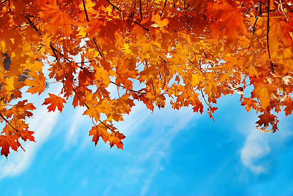 포토 JPG 해외이미지 나무 식물 디자인 계절 분홍색 백그라운드 단풍 잎 패턴 오렌지 일러스트 자연 하늘 추상 사람없음 야외 빨간색 여름 빛 컬러풀 태양 반사 갈색 노란색 환경 성장 가을 나뭇가지 신선 황금 숲 유기농 질감 고립 해외202004 해외포토 자연요소 웰빙 컬러 무늬 과일 생태계 파일형식 이미지허브