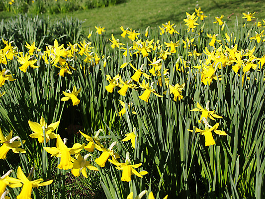 포토 JPG 해외이미지 공원 꽃 백그라운드 자연 벽지 사람없음 초록색 노란색 정원 황금 수선화 주인 내추럴 해외202004 해외포토 식물 공공시설 컬러 생태계 파일형식 이미지허브