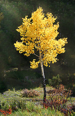 포토 JPG 해외이미지 모양 나무 계절 선 백그라운드 잎 자국 자연 휴식 산 그림자 풍경 사람없음 목재 햇빛 노란색 걷기 맑음 산책 하이킹 덮개 가을 흰색 나뭇가지 숲 그늘 나무껍질 땅바닥 해외202004 영광군 해외포토 식물 컬러 컨셉 재료 모션 레저 날씨 바닥 태양 뚜껑 껍질 전라남도 생태계 파일형식 이미지허브