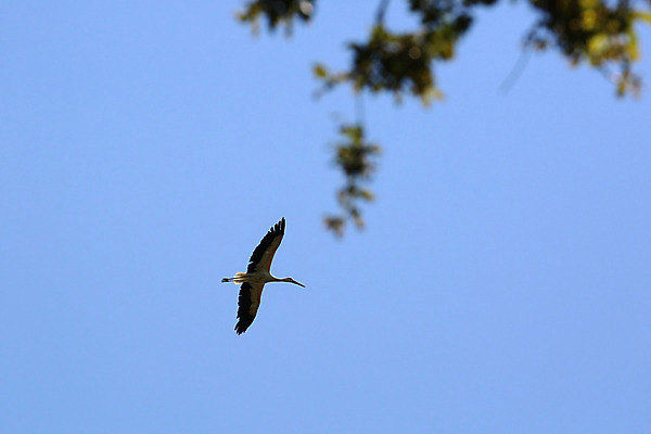 포토 JPG 해외이미지 동물 1 유럽 야생동물 자연 조류 하늘 사람없음 야외 파란색 귀여움 환경 맑음 검은색 침묵 자유 흰색 시골 우아함 큼 도착 심볼 깃털 부리 목 철새 내추럴 동물상 무료 황새 해외202004 해외포토 나라 컬러 컨셉 날씨 신체부위 조형물 소리 크기 생태계 파일형식 이미지허브