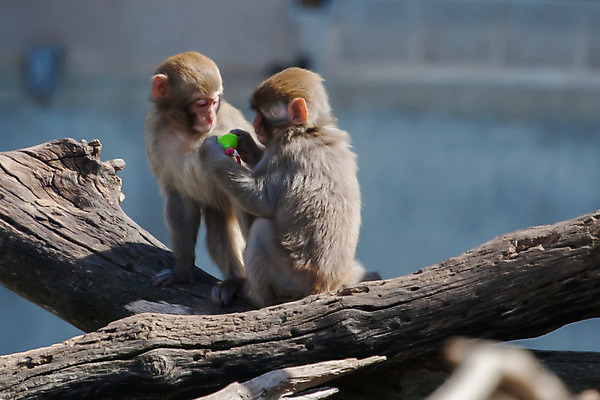 포토 JPG 해외이미지 동물 야생동물 곰 포유류 자연 털 동물원 사람없음 물 반려동물 갈색 머리 수영 힘 잠 입 황무지 보호 위험 큼 노리개젖꼭지 낮잠 지역 보여주기 솜털 단절 해외202004 해외포토 자연요소 컬러 컨셉 모션 신체부위 아기용품 수상스포츠 크기 생태계 파일형식 이미지허브