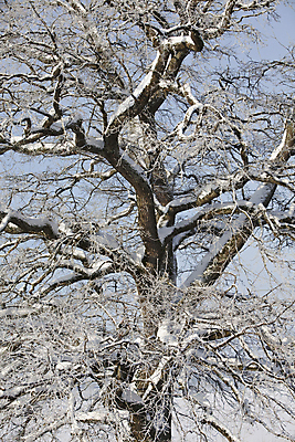 포토 JPG 해외이미지 나무 계절 공원 백그라운드 겨울 패턴 포장 자연 날씨 사람없음 야외 파란색 추위 나뭇가지 숲 서리 웅장함 해외202004 해외포토 식물 공공시설 컬러 무늬 생태계 파일형식 이미지허브