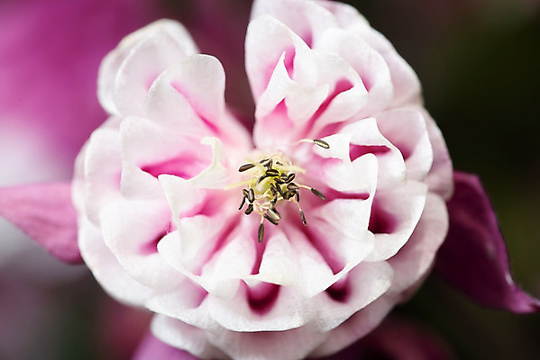 포토 JPG 해외이미지 식물 계절 꽃잎 꽃 백그라운드 꽃무늬 자연 사람없음 장식 초록색 정원 보라색 봄 들꽃 벚꽃 흰색 개화 허브 묘사 원예 보닛 내추럴 고립 꽃수술 스크랩북 영원 해외202004 해외포토 컬러 무늬 자동차 취미 생태계 파일형식 이미지허브
