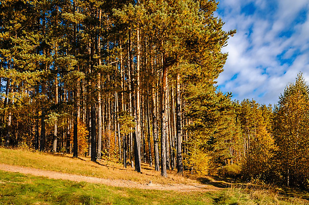 포토 JPG 해외이미지 나무 식물 구름 계절 공원 유럽 도로 호수 백그라운드 잎 자연 휴가 따뜻함 풍경 사람없음 빨간색 초록색 빛 강 컬러풀 햇빛 태양 환경 맑음 버섯 광선 가을 오픈 황금 숲 오솔길 자작나무 가문비나무 해외202004 해외포토 자연요소 공공시설 나라 길 컬러 교통시설 날씨 생태계 파일형식 이미지허브