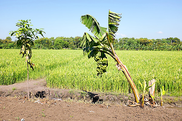 포토 JPG 해외이미지 나무 식물 산업 음식 자연 밥 사람없음 야외 시골 먼지 미얀마 해외202004 해외포토 아시아 생태계 파일형식 이미지허브