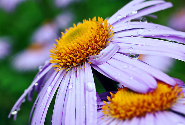 포토 JPG 해외이미지 식물 계절 꽃잎 꽃 꽃다발 백그라운드 잎 패턴 밭 자연 사람없음 야외 가로 초록색 물 파란색 노란색 머리 정원 보라색 봄 젖음 성장 벚꽃 떨어짐 이슬 빗방울 제비꽃 오브젝트 데이지 꽃가루 거베라 해외202004 해외포토 자연요소 컬러 컨셉 무늬 농업 신체부위 비_날씨 가루 생태계 파일형식 이미지허브