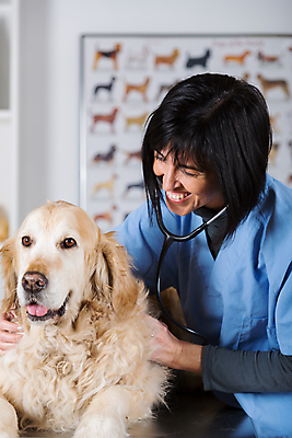 포토 JPG 해외이미지 동물 백인 직업 학생 여자 백그라운드 유니폼 청진기 노동자 실내 병원 한명 사람 성인 반려동물 약 듣기 고통 간호사 의사 잡기 입 황금 개 골든리트리버 리트리버 치아 무서움 문서 사냥개 수의사 송곳니 돌봄 해외202004 해외포토 서양인 1 옷 감정 포유류 의학 의료기기 모션 내부 신체부위 의료진 소화기관 파일형식 이미지허브