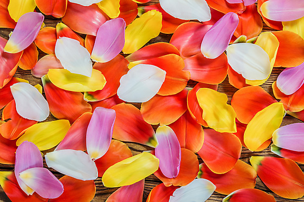 포토 JPG 해외이미지 디자인 꽃잎 꽃 분홍색 꽃다발 결혼 백그라운드 컨셉 잎 꽃무늬 자연 벽지 탁자 엄마 휴가 기념 아이디어 발렌타인데이 선물 사랑 사람없음 목재 빨간색 봄 튤립 수확 벚꽃 흰색 시골 신선 오픈 질감 아로마 부드러움 옛날 해외202004 해외포토 나무 식물 계절 감정 컬러 가구 무늬 농업 재료 가족 데이이벤트 이벤트 감각 생태계 파일형식 이미지허브