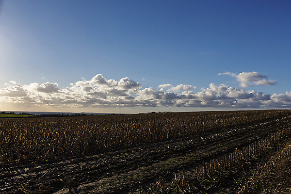 포토 JPG 해외이미지 밭 농업 자연 하늘 파노라마 덴마크 풍경 사람없음 빨간색 빛 태양 농장 노란색 황혼 가을 농촌 황금 오솔길 선로 해외202004 해외포토 자연요소 계절 산업 길 컬러 촬영기법 북유럽 일몰 시골 생태계 파일형식 이미지허브
