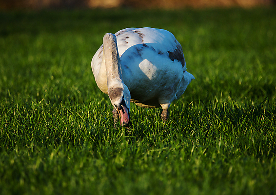 포토 JPG 해외이미지 주간 동물 야생동물 자연 조류 사람없음 야외 깃털 부리 백조 목 거위 물새 해외202004 해외포토 자연요소 신체부위 생태계 파일형식 이미지허브