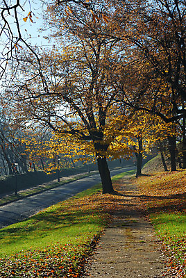 포토 JPG 해외이미지 나무 계절 공원 도로 길 단풍 잎 자연 아침 풍경 사람없음 야외 초록색 컬러풀 노란색 걷기 마을 가을 나뭇가지 시골 시간 강렬 방법 해외202004 해외포토 주간 식물 공공시설 컬러 교통시설 모션 생태계 파일형식 이미지허브