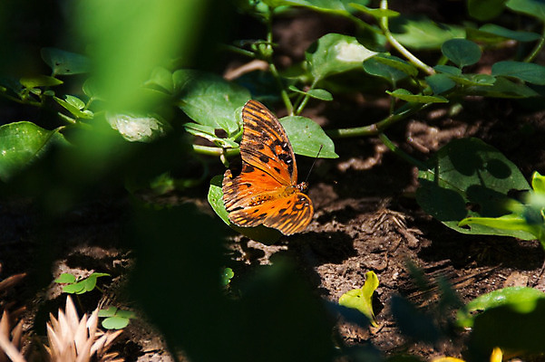 포토 JPG 해외이미지 식물 동물 꽃 야생동물 나비 곤충 백그라운드 패턴 날개 오렌지 자연 사람없음 초록색 여름 컬러풀 노란색 환경 정원 검은색 미국 봄 활발 흰색 그리기 호랑이 벌레 내추럴 생태학 수유 해외202004 해외포토 계절 교육 컬러 컨셉 북아메리카 무늬 과일 포유류 모션 생태계 파일형식 이미지허브