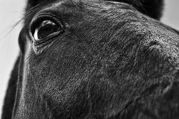 포토 JPG 해외이미지 동물 사람없음 농장 펜 목장 유머 승마 닫기 즐거움 코 조랑말 총구 해외202004 해외포토 감정 스포츠 농업 모션 신체부위 필기구 말_동물 파일형식 이미지허브