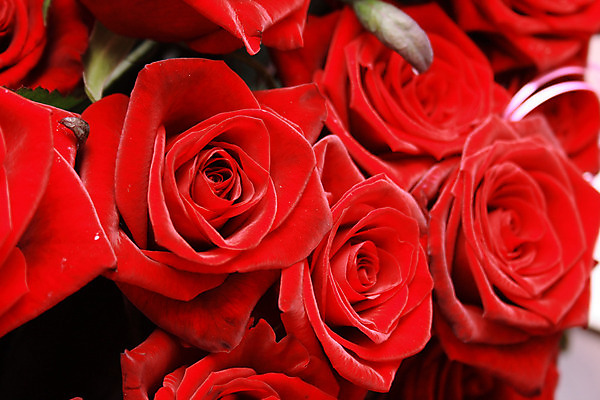 포토 JPG 해외이미지 꽃잎 꽃 꽃다발 백그라운드 프레임 사랑 사람없음 빨간색 세로 장미 머리 우주 침대 신선 그룹 큼 다발 배열 가득함 오브젝트 각도 해외202004 해외포토 식물 감정 컬러 가구 신체부위 크기 파일형식 이미지허브