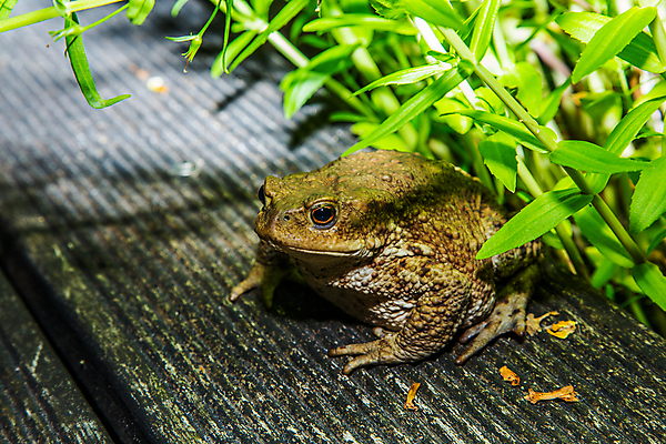포토 JPG 해외이미지 야생동물 파충류 자연 개구리 양서류 사람없음 야외 옆모습 물 환경 연못 생물학 해외202004 해외포토 자연요소 동물 교육 뷰포인트 생태계 파일형식 이미지허브