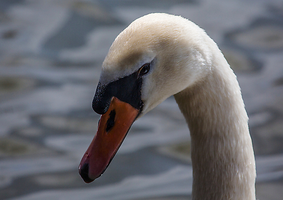 포토 JPG 해외이미지 주간 동물 야생동물 자연 조류 사람없음 야외 깃털 부리 백조 목 거위 물새 해외202004 해외포토 자연요소 신체부위 생태계 파일형식 이미지허브