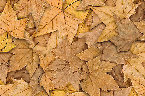 포토 JPG 해외이미지 계절 백그라운드 잎 오렌지 자연 벽지 포도 추상 건조 사람없음 야외 장식 컬러풀 노란색 환경 침묵 카펫 펼침 덮개 가을 죽음 황금 9월 11월 질감 10월 내추럴 땅바닥 옛날 해외202004 해외포토 식물 컬러 무늬 과일 모션 바닥 소리 뚜껑 날짜 생태계 파일형식 이미지허브