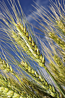 포토 JPG 해외이미지 식물 산업 음식 빵 줄기 잎 밭 농업 자연 하늘 건강 옥수수 씨앗 사람없음 야외 초록색 농작물 농장 환경 상점 식사 수확 성장 시골 신선 황금 농부 낟알 시리얼 밀 굽기 뿌리기 유기농 보리 귀 밀가루 밀짚 내추럴 밭일 숙성 호밀 해외202004 해외포토 직업 웰빙 컬러 모션 곡류 신체부위 짚 가루 구이 생태계 파일형식 이미지허브