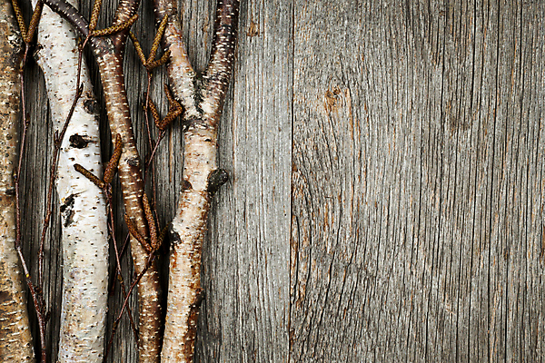 포토 JPG 해외이미지 나무 디자인 계절 백그라운드 크리스마스 자연 날씨 휴가 사람없음 목재 장식 갈색 회색 흰색 나뭇가지 시골 거친 막대기 고민 질감 매듭 통나무 나무껍질 자작나무 내추럴 옛날 카피스페이스 해외202004 해외포토 식물 기념일 감정 컬러 재료 공백 껍질 생태계 파일형식 이미지허브