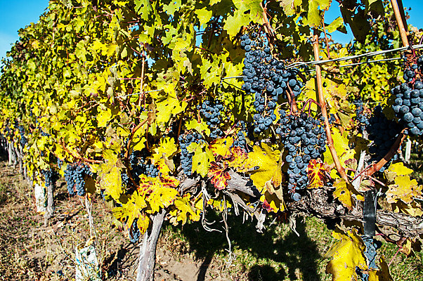 포토 JPG 해외이미지 식물 계절 음식 백그라운드 잎 농업 과일 자연 포도 사람없음 초록색 수확 성장 시골 신선 다발 포도밭 포도나무 밭일 양조장 해외202004 해외포토 산업 컬러 밭 과일나무 생태계 파일형식 이미지허브