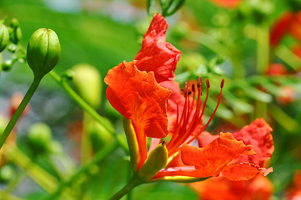 포토 JPG 해외이미지 식물 꽃잎 꽃 행복 꽃무늬 태국 자연 불꽃 사람없음 빨간색 맑음 벚꽃 공작 내추럴 해외202004 해외포토 감정 아시아 컬러 무늬 조류 불 날씨 생태계 파일형식 이미지허브