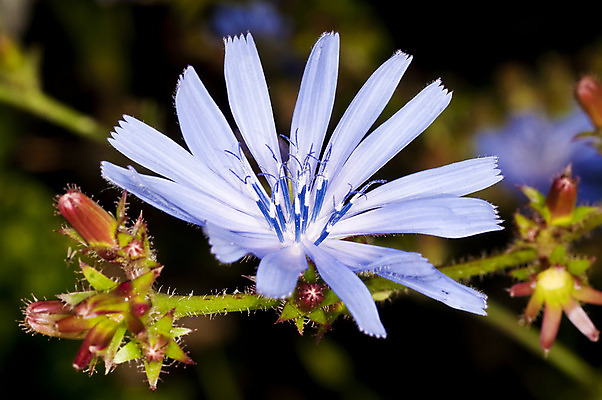 포토 JPG 해외이미지 식물 꽃 커피 사람없음 초록색 파란색 건강관리 샐러드 벚꽃 약재 개화 약초 치커리 해외202004 해외포토 음료 음식 컬러 채소 건강 관리 약 풀_식물 파일형식 이미지허브