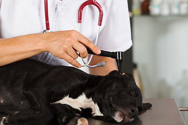포토 JPG 해외이미지 동물 백인 직업 여자 새끼 유니폼 청진기 노동자 병원 한명 사람 성인 반려동물 약 듣기 고통 간호사 의사 잡기 개 강아지 무서움 테리어 문서 사냥개 귀 수의사 송곳니 돌봄 해외202004 해외포토 서양인 1 옷 감정 포유류 의학 의료기기 모션 신체부위 의료진 치아 파일형식 이미지허브